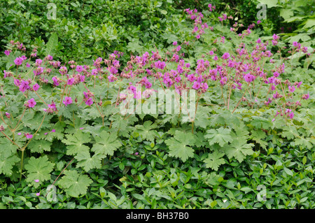 Bigroot Storchschnabel (Geranium Macrorrhizum) Stockfoto