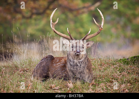 Hirsche in der englischen Landschaft Stockfoto