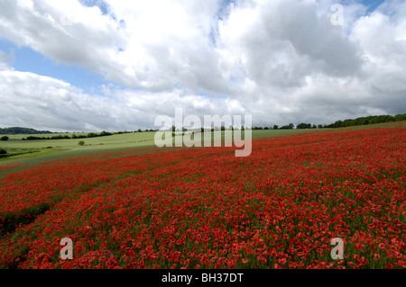 Mohnfeld in der Nähe von Hampshire Dorf Titchborne, Hampshire, England, UK. Stockfoto