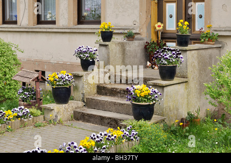 Haus Eingang mit Veilchen in der Badewanne Stockfoto