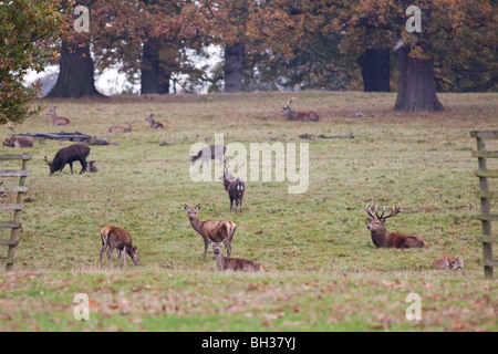 Hirsche in der englischen Landschaft Stockfoto