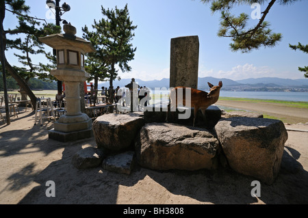 Hirsch, Steinlaterne und Seto-Inlandsee (Seto Naikai) bei Ebbe. Insel Itsukushima (Miyajima). Präfektur Hiroshima. Japan Stockfoto