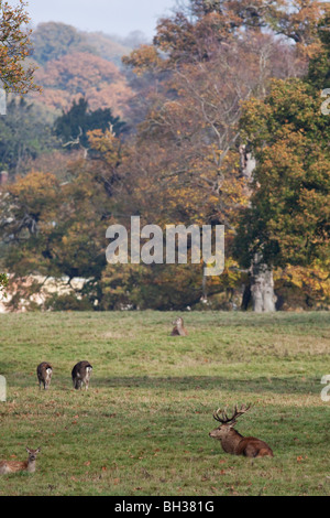 Hirsche in der englischen Landschaft Stockfoto