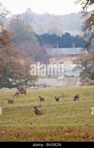 Hirsche in der englischen Landschaft Stockfoto