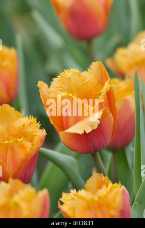 Gefranste Tulpe (tulipa Lambada) Stockfoto