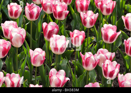 Single späte Tulpe (tulipa Shirley) Stockfoto