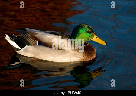 Männliche Stockente Ente und Herbstfarben Nachdenken über das Wasser. Stockfoto