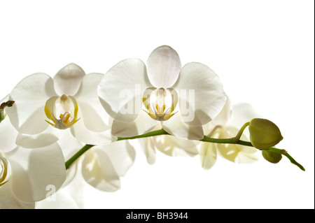 White Orchid auf weißem Hintergrund Stockfoto