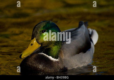 Männliche Stockente Ente und Herbstfarben Nachdenken über das Wasser. Stockfoto
