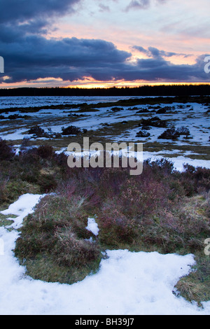 Wald und Moor im Winter - Northumberland von der A696-Straße am Ottercops südlich von Otterburn, Blick nach Westen, Ende Januar Stockfoto