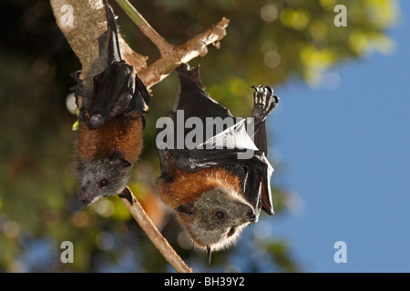 Graue Spitze Flughunde, Pteropus Poliocephalus. Es gibt ein Jungtier auf der linken Seite und die Mutter auf der rechten Seite. Stockfoto