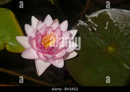 Nymphea hollandia Stockfoto