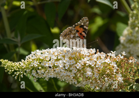 Vanessa Cardui auf Schmetterlingsstrauch Stockfoto