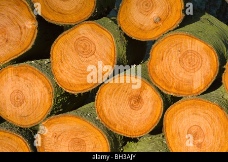 Erlen (Alnus Glutinosa). Frisch geschnitten Sie Protokolle aus einem Stamm gemacht. Jahresringe gezeigt. Stockfoto