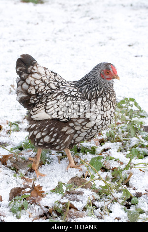 Silber-geschnürt Wyandotte Huhn (Gallus Gallus). Hausgeflügel. Geflügel. Weiblich. Winter-Einstellung von gefallenen Schnee und Hagel. Stockfoto