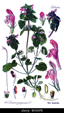 Rote Taubnessel, purpurrote Taubnessel oder lila Erzengel, Pflanze, Pflanzen Stockfoto