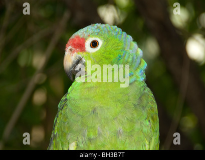 Papagei. Rot-gekrönter Amazone (Amazona Viridigenalis). Stockfoto