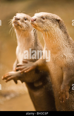 Glatt beschichtet Fischotter (Lutrogale Perspicillata). Süd- und SE Asien, Irak. Verwundbar. Stockfoto