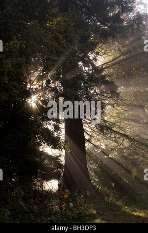 Sonnenlicht bricht durch die Tannen an einem kalten Herbstmorgen in den Scottish Borders. Stockfoto