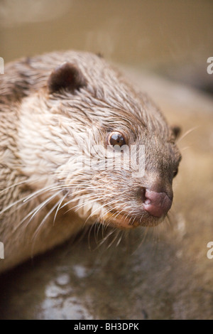 ​Smooth-beschichtete Fischotter (Lutrogale perspicillata). In Süd- und Südostasien, im Irak. Größte otter Arten in Asien. Verwundbar. Stockfoto