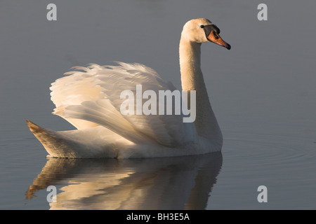 Höckerschwan (Cygnus Olor) männlichen bei Sonnenaufgang, Schweden. Stockfoto