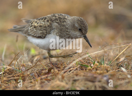 Fütterung Temminck Stint. Hardangervidda, Norwegen Stockfoto