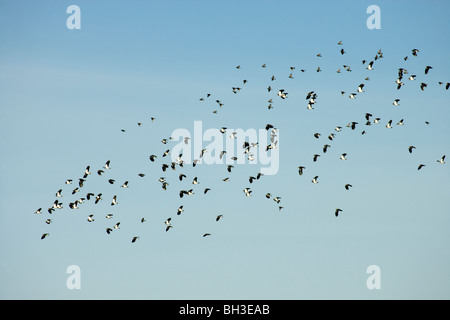 Kiebitze, grüne Regenpfeifer oder Peewits (Vanellus vanellus) und Stare (Sturnus vulgaris). Gemischte Herde im Flug. Verschieben entlang der Norfolk Küste. Winter. ​ Stockfoto