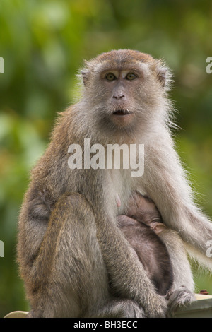 Krabbe-Essen oder Long-tailed Macaque, Macaca Fascicularis, Bako, Sarawak, Borneo, Malaysia Stockfoto