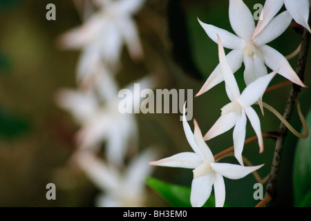 Afrika Blumen sehr Konda Natur Togo Stockfoto