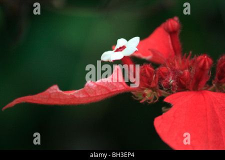 Afrika Blumen sehr Konda Natur rot Togo Stockfoto