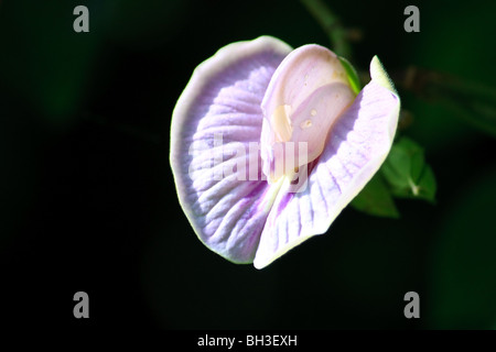 Afrika Blumen sehr Konda Natur Togo Stockfoto