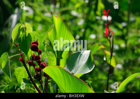 Afrika Blumen sehr Konda Natur Togo Stockfoto