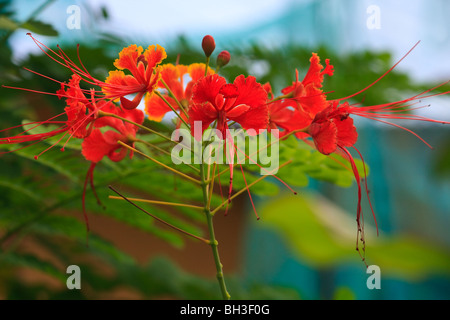 Afrika Blumen sehr Konda Natur rot Togo Stockfoto