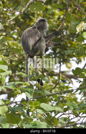 Versilbert, Languren oder Blatt-Affe, Trachypithecus Cristata, Bako, Sarawak, Borneo, Malaysia Stockfoto