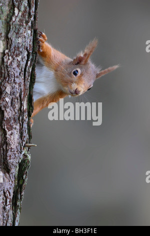 Eichhörnchen Sciurus Vulgaris, im Frühjahr. Strathspey, Schottland Stockfoto