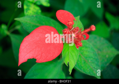 Afrika Blumen sehr Konda Natur rot Togo Stockfoto