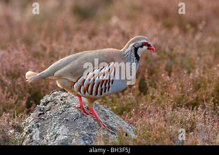 Rote legged Rebhuhn, Alectoris Rufa im Frühjahr. Aberdeenshire, Schottland Stockfoto