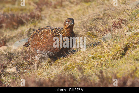 Weibliche Moorschneehuhn Lagopus l Scotica, im Frühjahr. Aberdeenshire, Schottland Stockfoto