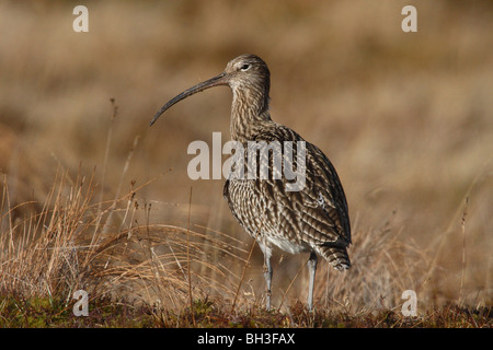 Eurasische Brachvogel Numenius Arquata im Frühjahr. Inverness-Shire, Scotland Stockfoto