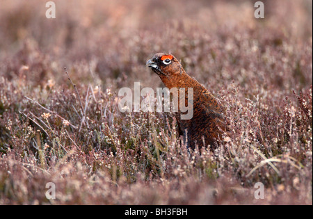 Moorschneehuhn Lagopus l Scoticus, Männlich aufrufen. Aberdeenshire, Schottland Stockfoto