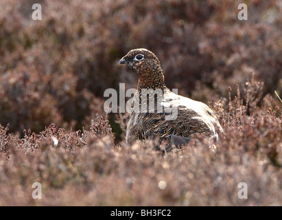 Weibliche Moorschneehuhn (Lagopus l Scoticus). Stockfoto