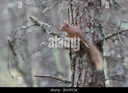 Eichhörnchen im Wald. Stockfoto