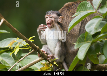 Krabbe-Essen oder Long-tailed Macaque, Macaca Fascicularis, Bako, Sarawak, Borneo, Malaysia Stockfoto