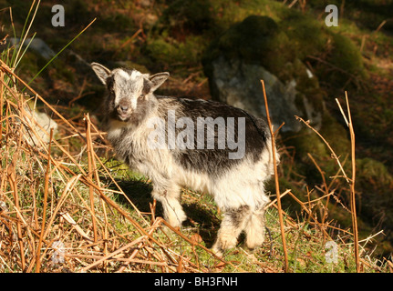 Wilde Ziege Weiden im Feld. Stockfoto