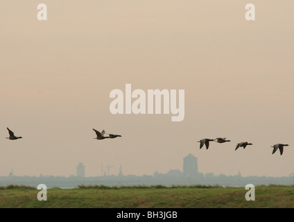 Gänse fliegen über Felder in Zeeland mit dem Turm von Zierikzee auf dem Hintergrund der Niederlande. Stockfoto