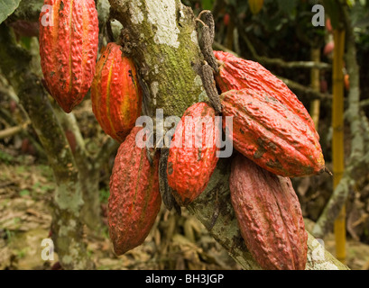 Ecuador. Provinz Guayas. Ländlichen Ranch. Anbau von Kakao. Kakao Nuss in der Struktur. Stockfoto