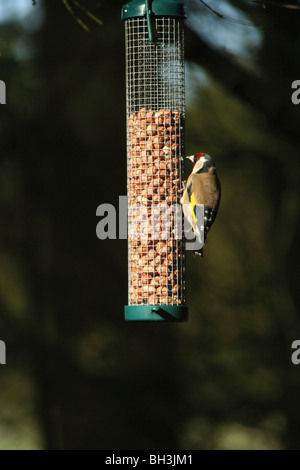 Stieglitz (Zuchtjahr Zuchtjahr) Fütterung von Erdnuss Feeder. Stockfoto