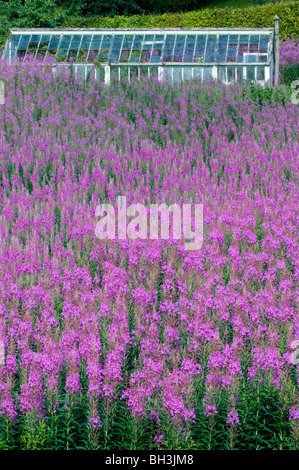 eine Vielzahl von Rosebay Weidenröschen, Epilobium Angustifolium in der Nähe von Grantown auf Spey, Cairngorms-Nationalpark, Hochland, Schottland Stockfoto