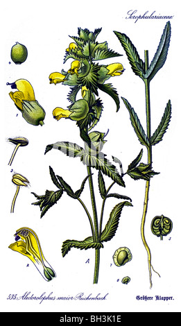Größere gelb-Rassel, Pflanze, Pflanzen Stockfoto