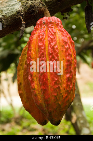 Ecuador. Provinz Guayas. Ländlichen Ranch. Anbau von Kakao. Kakao Nuss in der Struktur. Stockfoto